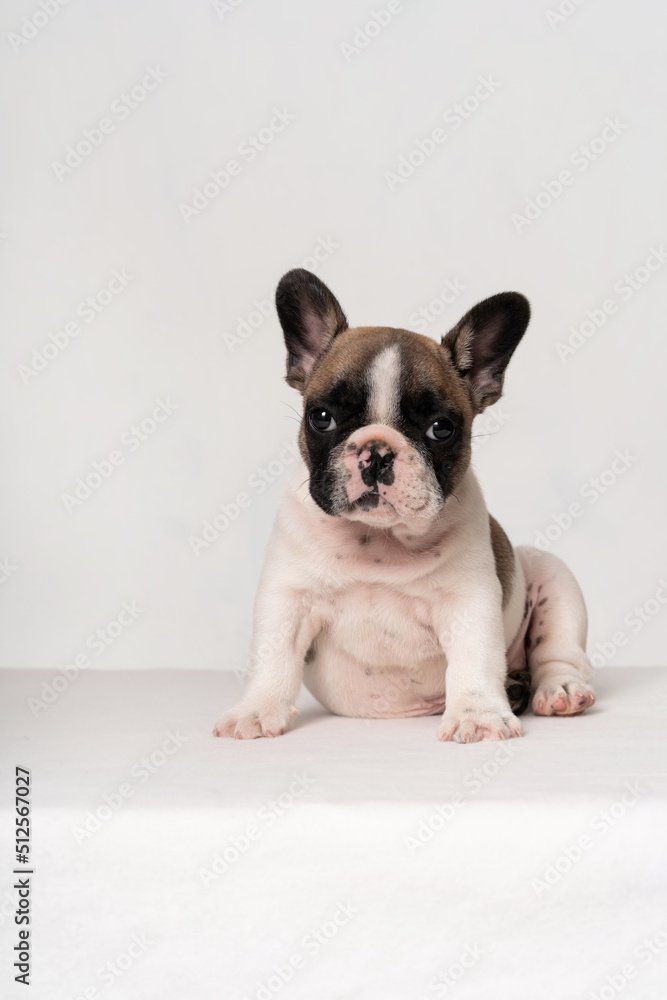 French bulldog sitting on a table in front of a white background