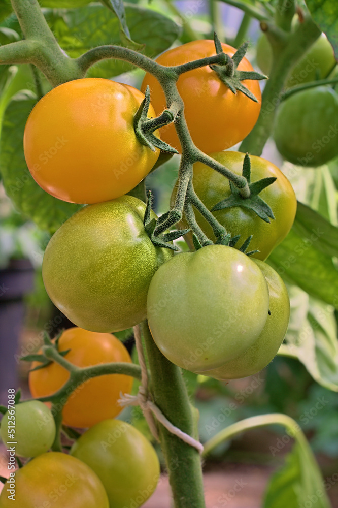 Ola Polka Tomaten