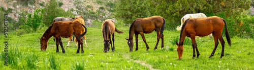 Print op canvas Horse and newborn foal on the background of mountains, a herd of horses graze in a meadow in summer and spring, the concept of cattle breeding, with place for text