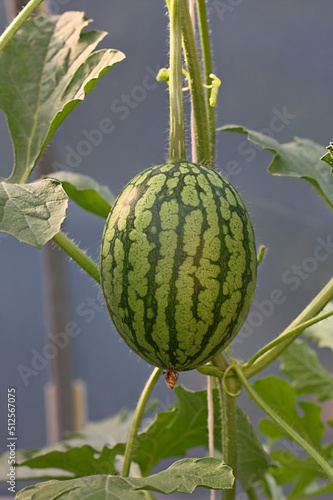 Wassermelone Vertical Growing im Folientunnel