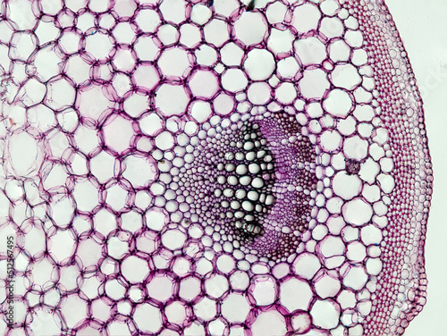 Obraz na płótnie plant stem cross section under the microscope - optical microscope x100 magnific