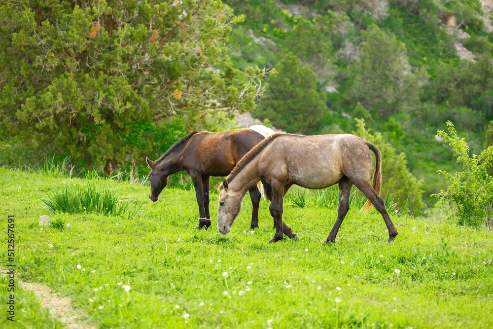 Horse and newborn foal on the background of mountains, a herd of horses graze in a meadow in summer and spring, the concept of cattle breeding, with place for text. Horse and newborn foal on the background of mountains, a herd of horses graze in a meadow in summer and spring, the concept of cattle breeding, with place for text.