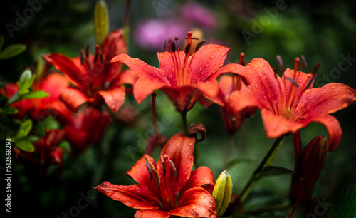 red lily  © AGrandemange