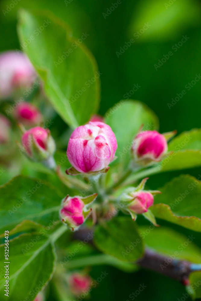 Pink buds of unopened apple tree flowers on a branch on a sunny day against a green foliage background. Spring bloom in a garden or park