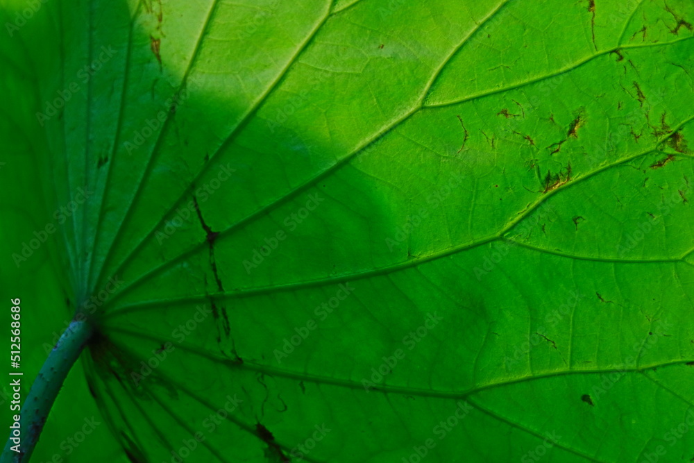 Obraz premium green leaf texture