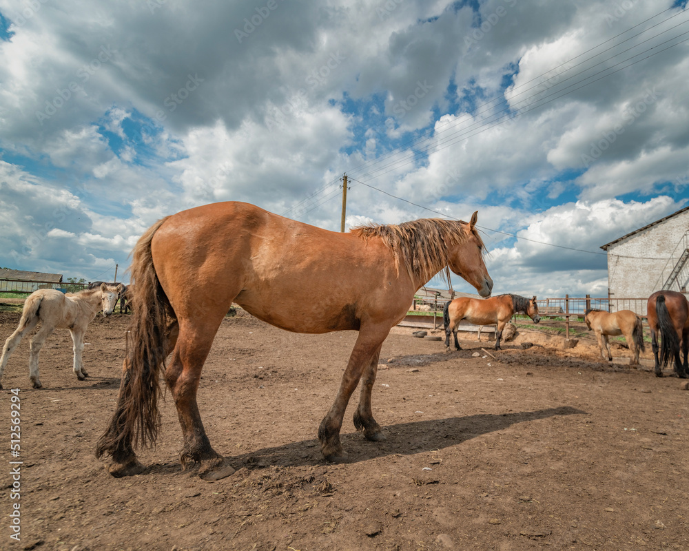 Obraz premium Horses stand in the farm yard on a sunny day.