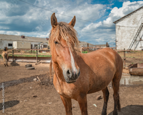 Horses stand in the farm yard on a sunny day. © shymar27