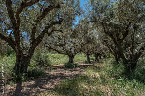 Giant olive trees as seen in Diakofto, a small coastal town by the Korinthian Gulf in Achaea region, West Greece, Peloponnes peninsula, Greece. 