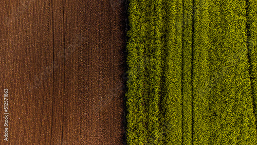 Fotografía Campos de COLZA Y CEREAL