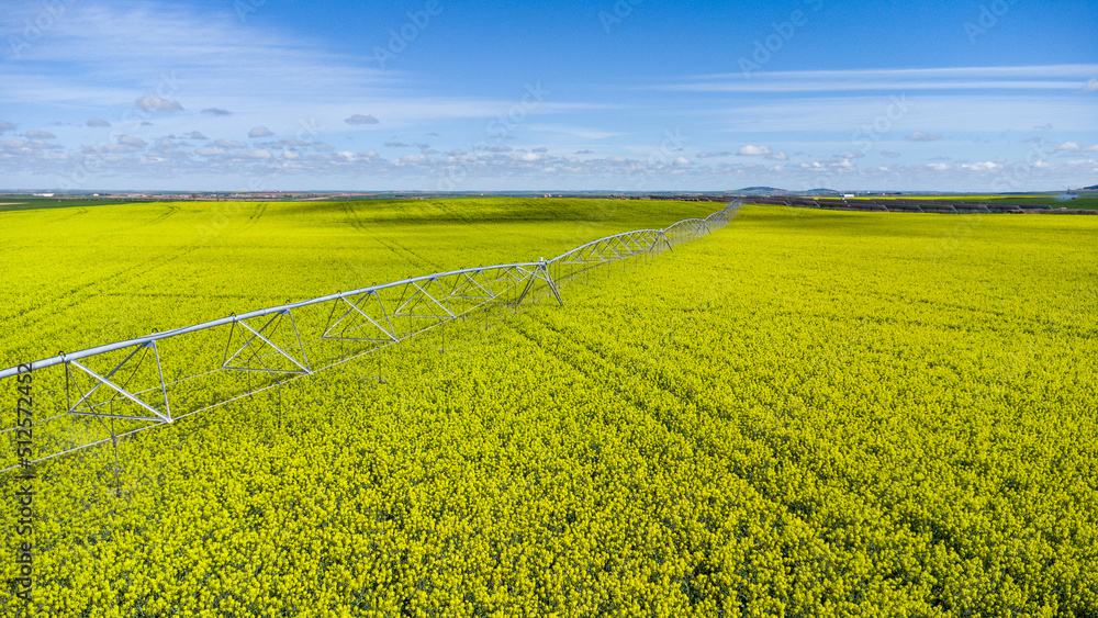 Campos de COLZA Y CEREAL Campos de COLZA Y CEREAL