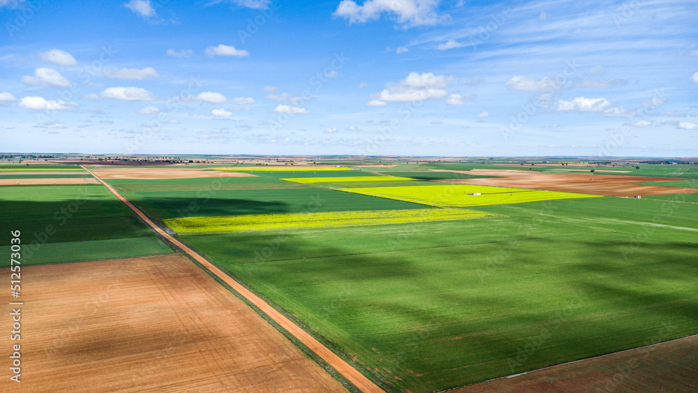 Obraz premium Campos de COLZA Y CEREAL