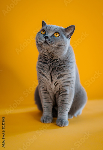Britische kurzhaar Katze © Jonas Wakewood