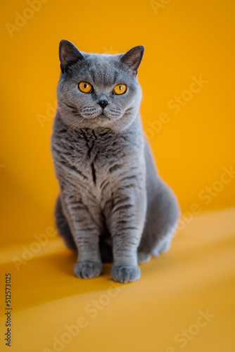 Britische kurzhaar Katze © Jonas Wakewood