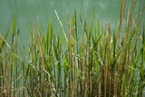 Green phragmites grass at the shore of Stichkanal Hildesheim (side channel of Mittelland Canal), sunny spring day (horizontal), Hildesheim, Lower Saxony, Germany