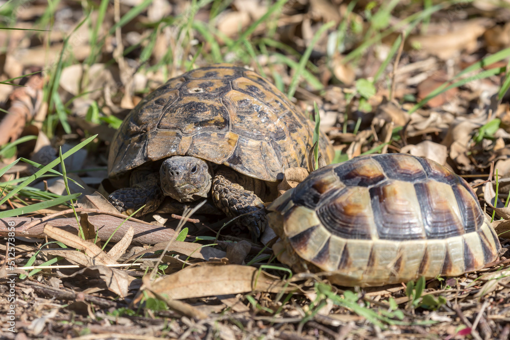Two wild tortoises sit in grass close-up Two wild tortoises sit in grass close-up
