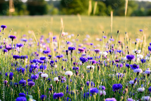 beautiful rye flower in the middle of summer in a field at sunset