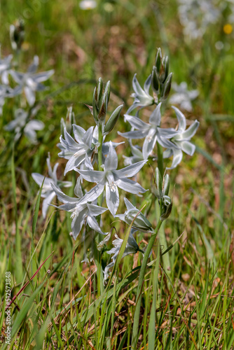 Plants of Greece. A tender plant (Ornithogalum nutans) with white flowers close-up