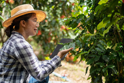 Woman farmer check arabica coffee beans with tablet farmer berries with agriculturist hands Robusta arabica coffee berries with Gia Lai, Vietnam