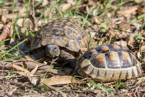 Two wild tortoises sit in grass close-up