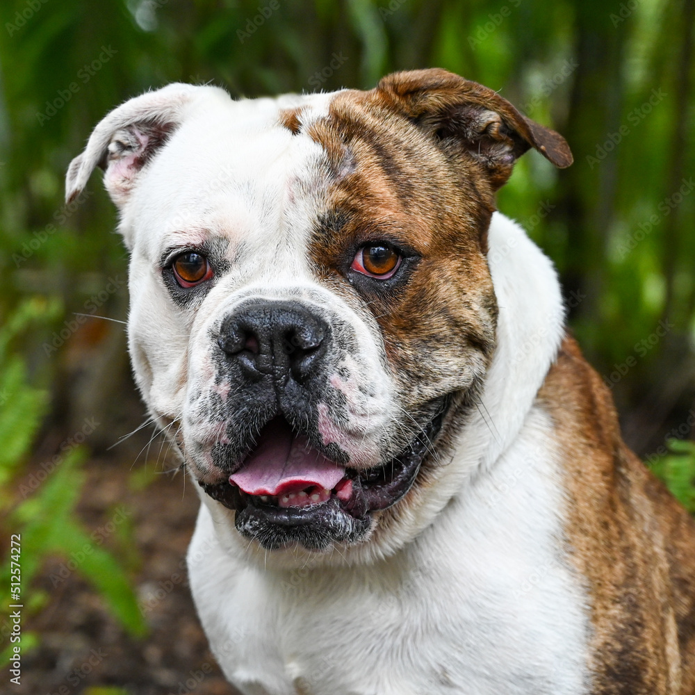 Portrait of a bulldog, rescue.
