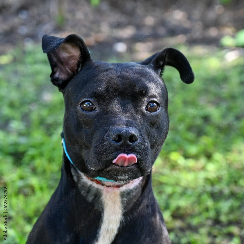 Black, mixed breed dog