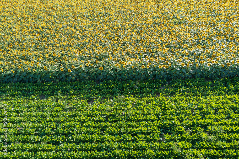 Top view of a large field of sunflowers in full bloom in Rhineland-Palatinate/Germany Top view of a large field of sunflowers in full bloom in Rhineland-Palatinate/Germany