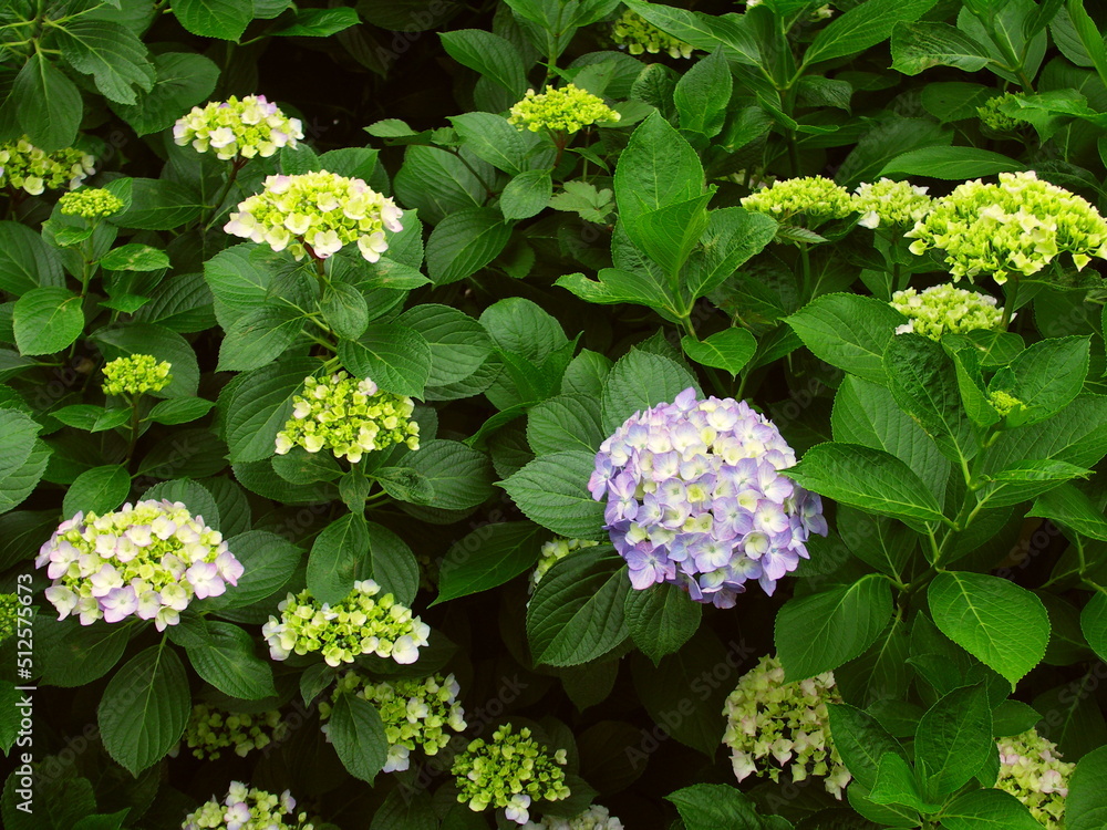 咲き始めた紫の紫陽花 咲き始めた紫の紫陽花