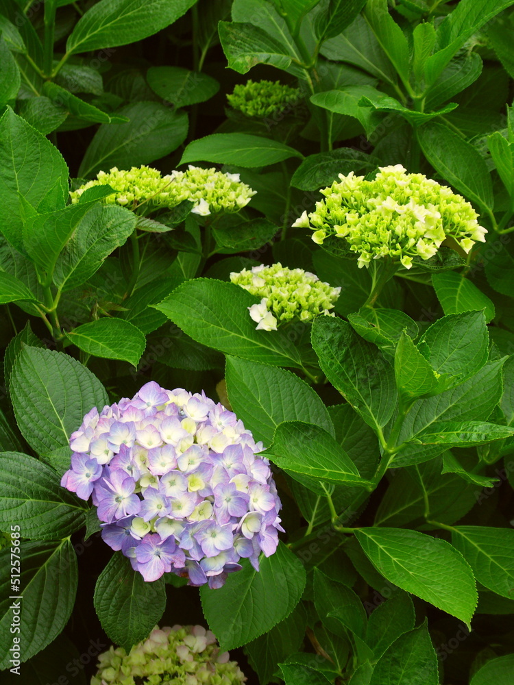 色づき始めた紫の紫陽花