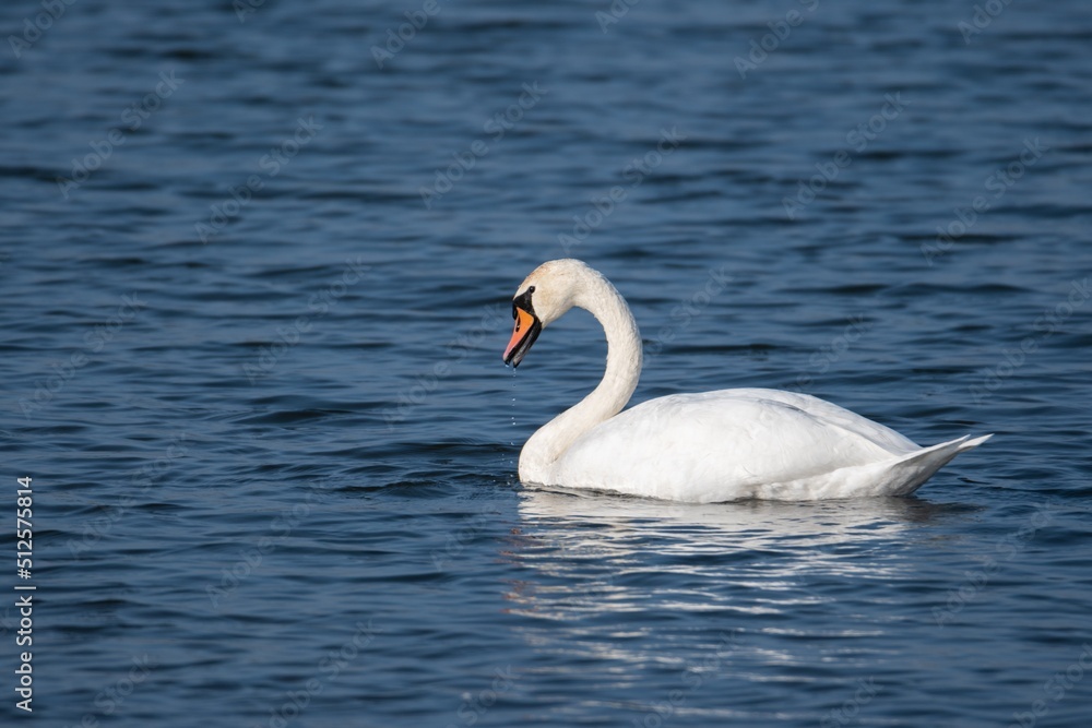 beautiful swan swimming on the lake beautiful swan swimming on the lake