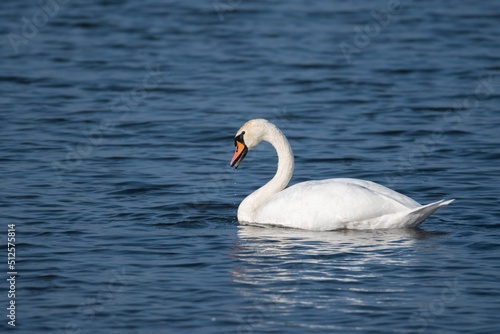 beautiful swan swimming on the lake