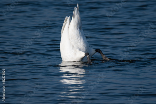 a swan diving in a lake looking for food © Jakub
