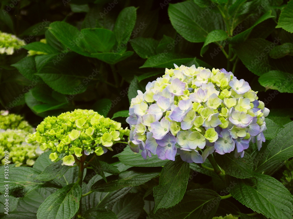 色づき始めた大輪の紫の紫陽花 色づき始めた大輪の紫の紫陽花