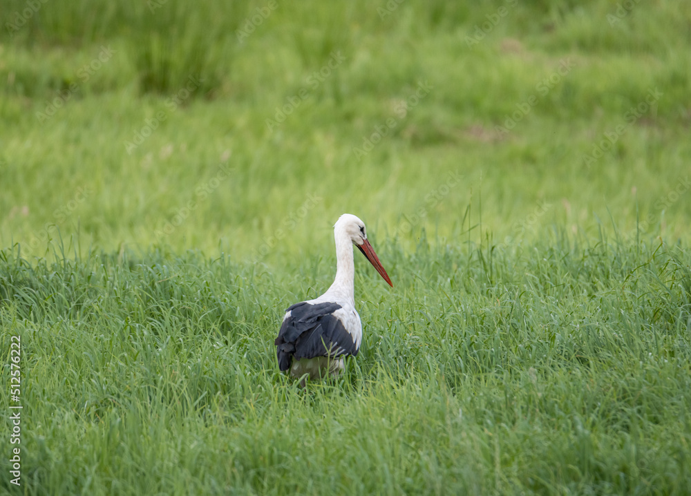 Fototapeta premium stork in the grass