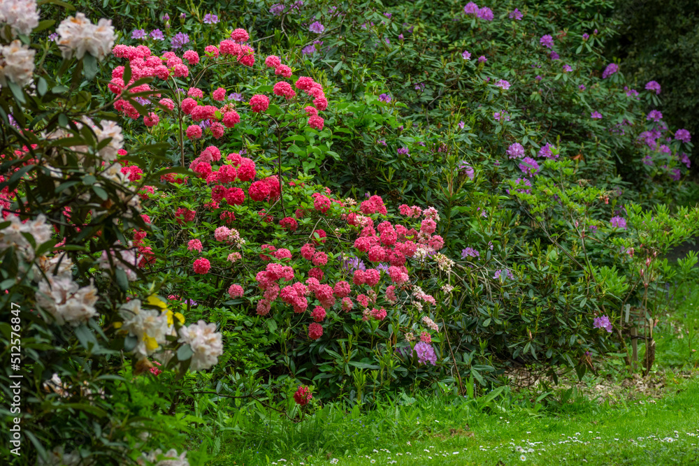 Rhododendron shrubs in full flower in a woodland garden