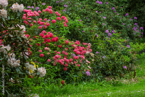 Fototapeta Naklejka Na Ścianę i Meble -  Rhododendron shrubs in full flower in a woodland garden