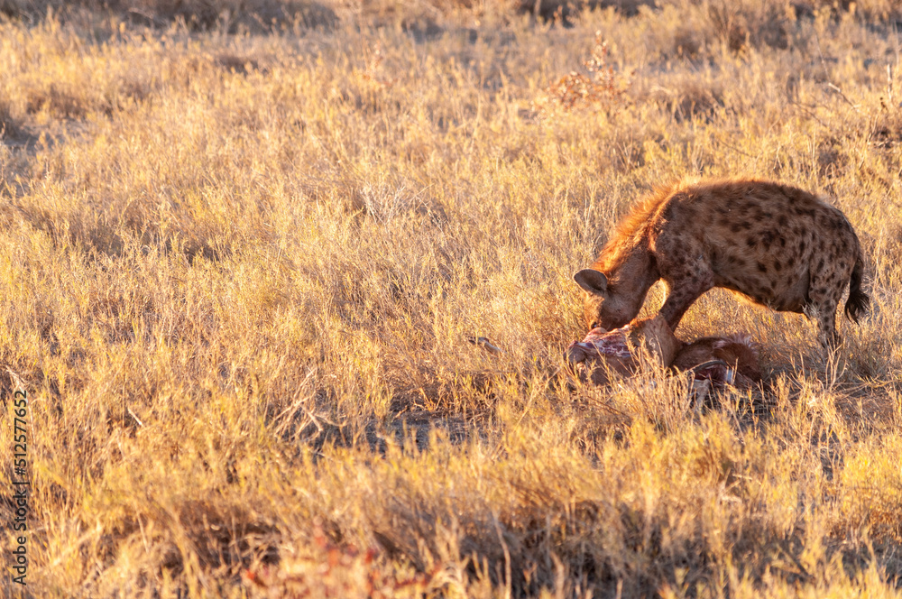 Close-up of a spotted Hyena - Crocuta crocuta- with a prey, seen during the golden hour of sunset in Etosha national Park, Namibia. Close-up of a spotted Hyena - Crocuta crocuta- with a prey, seen during the golden hour of sunset in Etosha national Park, Namibia.