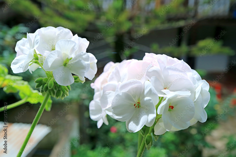 Obraz premium Bunches of Beautiful White Geranium(Pelargonium) in the Patio