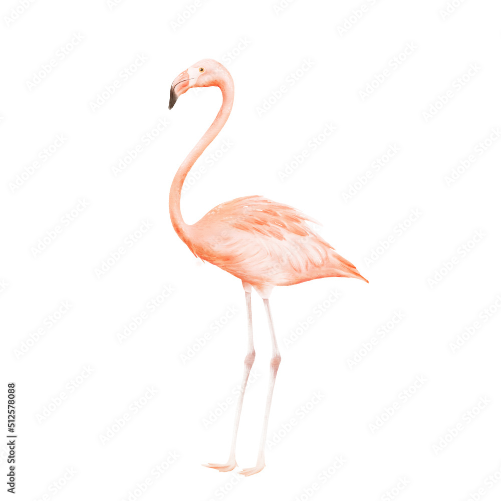 Watercolor flamingo isolated