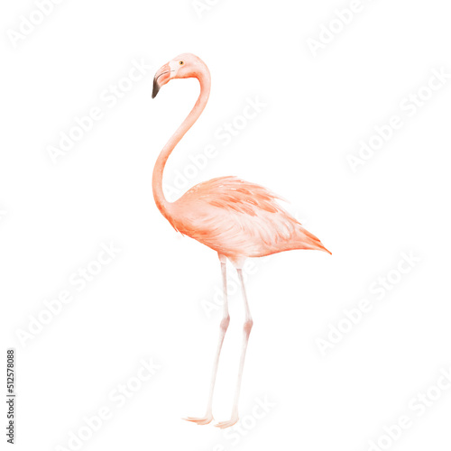 Watercolor flamingo isolated