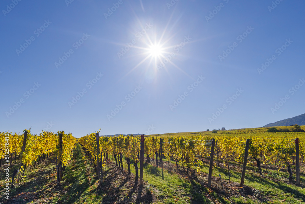 Alsace's vineyards on an autumn day, Grand Est, France