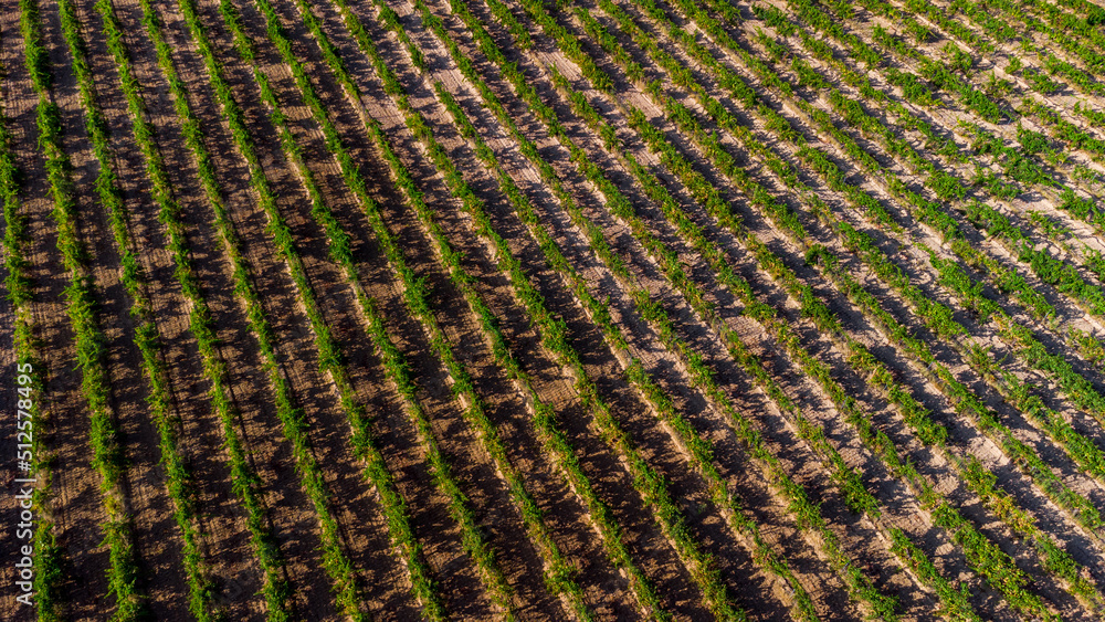 Viñedos a vista de pájaro Viñedos a vista de pájaro