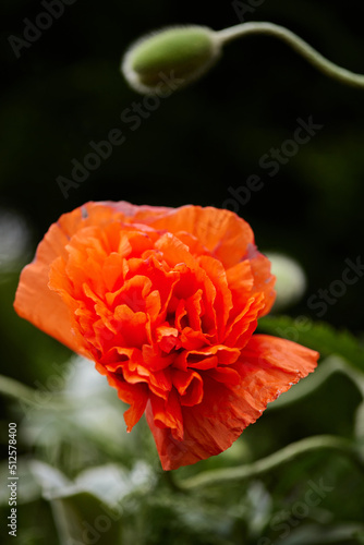 Poppy flowers in garden on sunny day photo