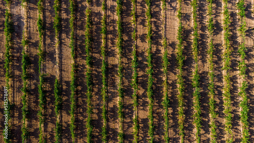 Viñedos a vista de pájaro