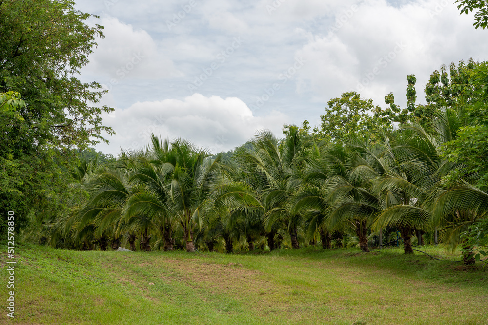 Obraz premium Coconut Tree at Coconut Farm