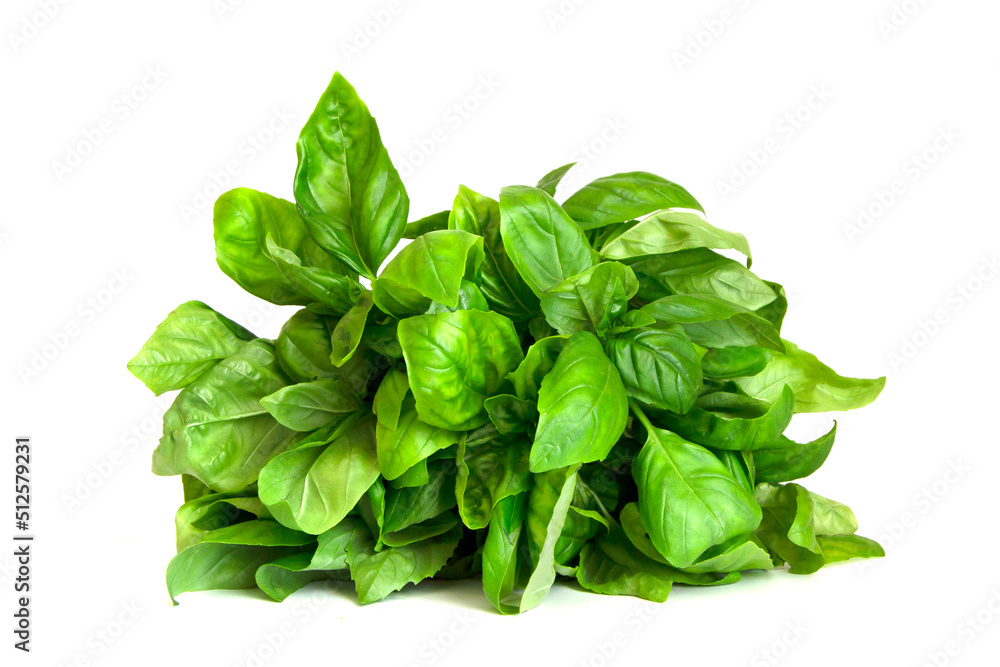 Sweet basil herb leaves bunch isolated on white background Sweet basil herb leaves bunch isolated on white background