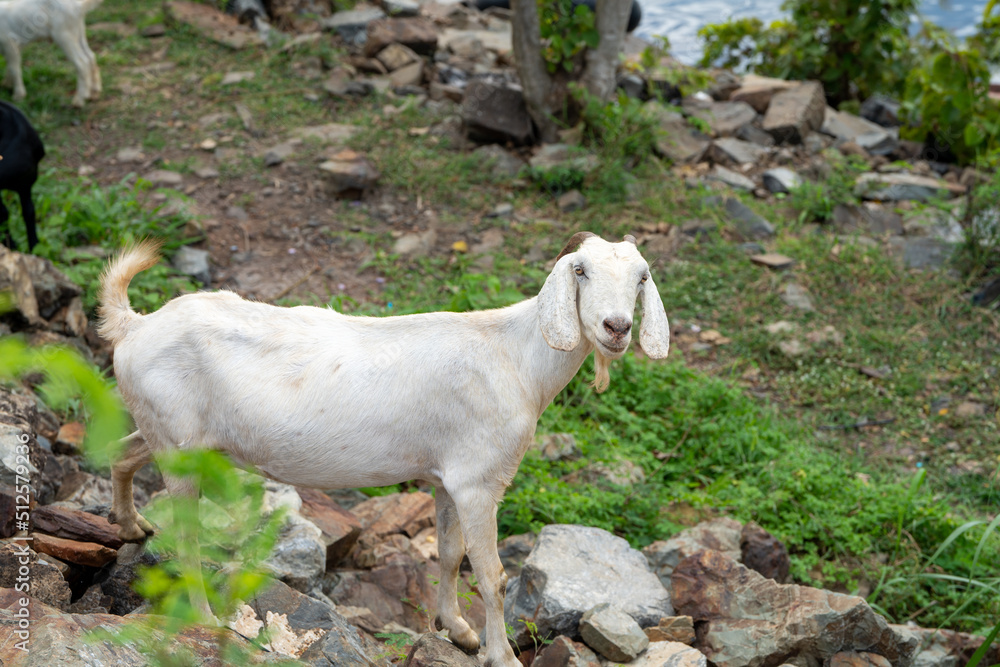 goats in a meadow of a goat farm. White goats goats in a meadow of a goat farm. White goats