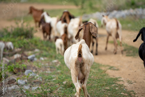 goats in a meadow of a goat farm. White goats photo