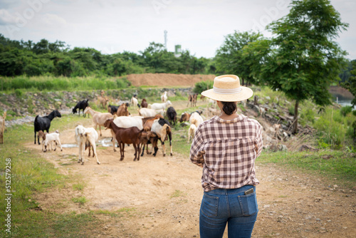 Female Woman worker posing on a Goats dairy farm out door ranch a farm