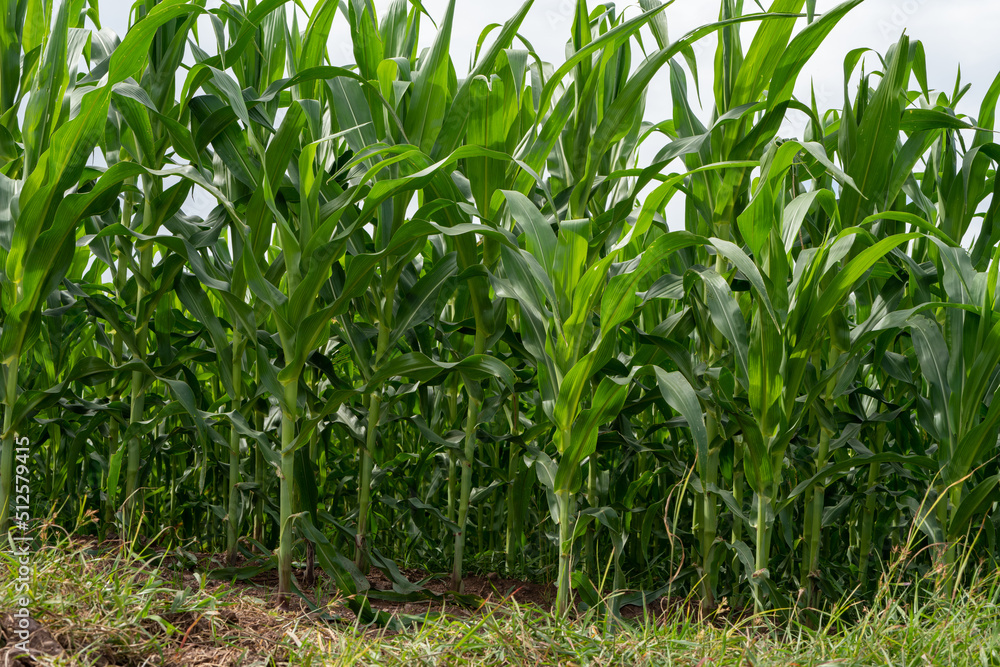 Corn garden plants in Corn field farm Corn garden plants in Corn field farm