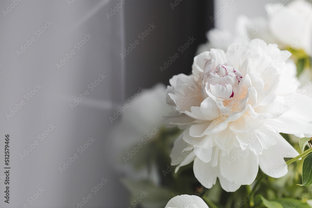A beautiful white bouquet of peonies in the sunlight. Flowers and buds close-up. A beautiful white bouquet of peonies in the sunlight. Flowers and buds close-up.